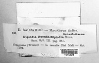 Diplodia pseudodiplodia image